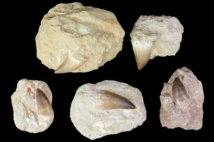 Lot: - Fossil Mosasaur Teeth In Rock - Pieces #83221
